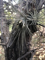 Tillandsia plumosa