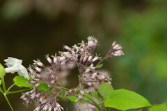 Peteravenia malvifolia