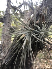 Tillandsia plumosa