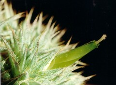 Deuterocohnia