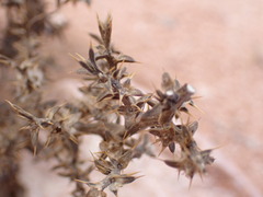 Salsoleae