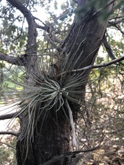 Tillandsia plumosa