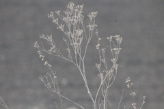 Foeniculum vulgare
