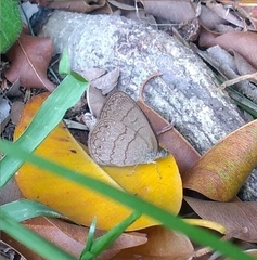 Hermeuptychia hermes