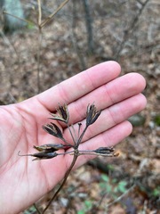 Rhododendron periclymenoides