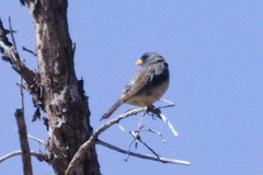 Rhopospina alaudina