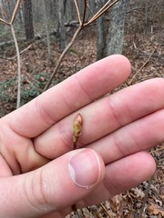 Rhododendron periclymenoides