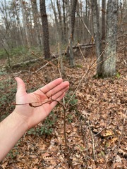 Rhododendron periclymenoides