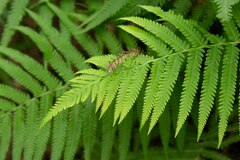 Pelazoneuron puberulum