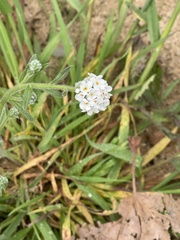 Cryptantha intermedia