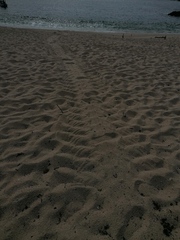 Lepidochelys olivacea