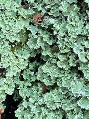 Heterodermia albicans