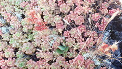 Sedum oreganum