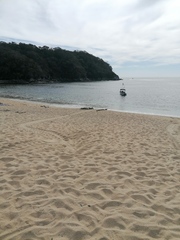 Lepidochelys olivacea