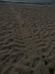 Lepidochelys olivacea