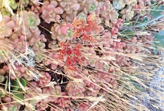 Sedum oreganum
