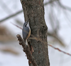 Sitta europaea amurensis