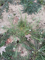 Cryptantha intermedia