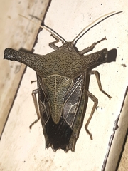 Pentatomoidea