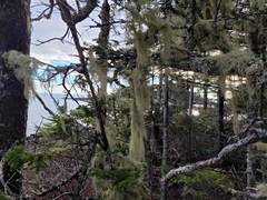 Usnea trichodea