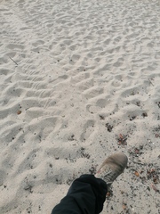 Lepidochelys olivacea