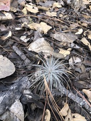 Tillandsia plumosa