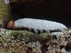 Eudaminae