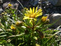 Dolichoglottis lyallii