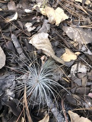 Tillandsia plumosa