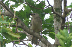 Chlamydera nuchalis