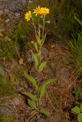 Arnica chamissonis