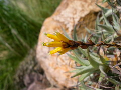 Deuterocohnia digitata