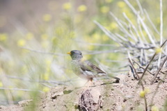 Rhopospina alaudina