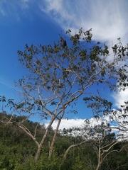 Albizia occidentalis