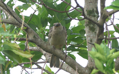 Chlamydera nuchalis