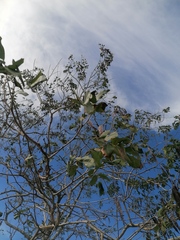 Albizia occidentalis