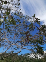 Albizia occidentalis