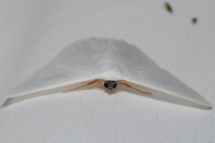 Sericoptera virginaria