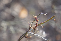 Rose rosette emaravirus