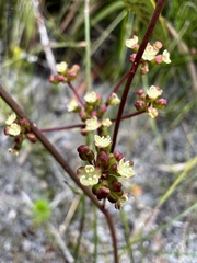 Platysace pendula