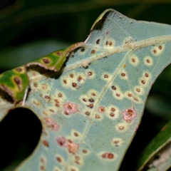 Neuroterus tantulus