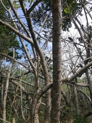 Spondias purpurea