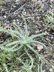 Cryptantha intermedia
