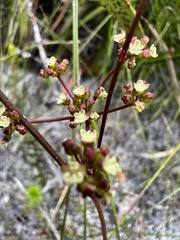 Platysace pendula
