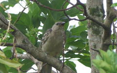 Chlamydera nuchalis