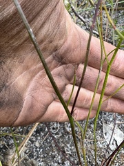 Platysace pendula