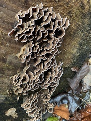 Fungi