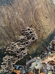 Fungi
