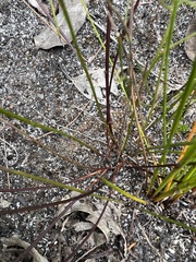 Platysace pendula