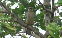 Chlamydera nuchalis